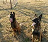 Brody Von Hause Berg (Bo)
